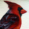 A Cardinal